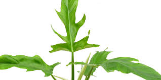 Image result for Englerodendron