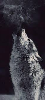 Tons of awesome wolf wallpapers 1920x1080 to download for free. Wolf Kolpaper Awesome Free Hd Wallpapers