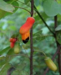Image result for Rourea coccinea