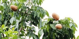 Bubuk buah ini bisa diminum bersama dengan air hangat untuk meringankan sembelit. Edu Kasi Khasiat Buah Tunjuk Langit