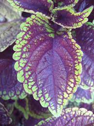 Coleus are grown for their striking foliage, so pinching back the bloom spikes can maintain a more desirable appearance.pinchingwe recommend that you first pinch lord voldemort. Coleus Coleus Scutellarioides Lord Voldemort In The Coleus Database Garden Org