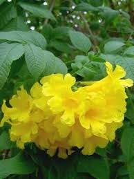 Image result for Bignoniaceae