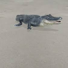Aligator Timsah View In 3d Google Kamera Siber Star
