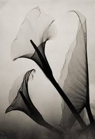Black And White Realistic Calla Lily Tattoo Calla Lily X Ray By Thomas W Louyle 1930 Xray Art Calla Lily Art Photography