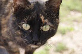 Black And Orange Tortoiseshell Kitten Black Cat With Orange Spots Face Portrait Animals Cat Nose Cats