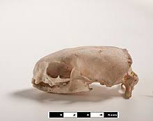 In the ferret skeletal system is made up of approximately 200 bones. Ferret Wikipedia