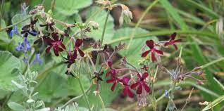 Pelargonium Dr Sarah Brewer