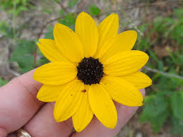 Sandhill Sunflower (Subspecies Helianthus debilis silvestris) · iNaturalist