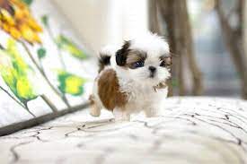 Pin On All About Shih Tzu S