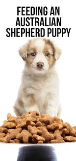 While there are often guides on how much food a dog needs based on the weight written on the package, these guides have to be taken with a if the dog leaves food in the bowl, give less. Feeding An Australian Shepherd Puppy Routines And Schedules