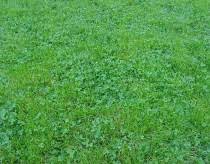 If you have clover and moss growing on your lawn and you want rid of them here are the solutions that will result in a lush thick green lawn. How Did That Get Into My Lawn Clover Green Lawn Fertilizing