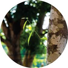 It helps in abdominal distension and helps releasing wind from the intestines. Agarwood Essential Oil