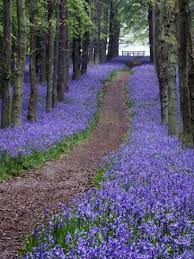Spring Bluebell Woodlands Hertfordshire Uk Photographic Print David Clapp Allposters Com Blue Bell Flowers English Bluebells English Garden
