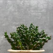 Image result for Euphorbia ramulosa