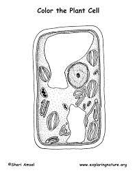 Check spelling or type a new query. Plant Cell Coloring Page