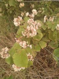 Image result for Dombeya kirkii