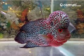 Yang paling besar, jalan raya besar sewaktu air surut, kami dapat berjalan sejauh beberapa ratus meter di atas jalan raya batu ini sebelum. Mengenal Ikan Louhan Yang Dipercaya Membawa Kebahagiaan Serta Kesejahteraan Cermati Com