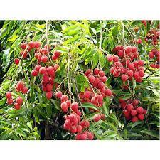 Check spelling or type a new query. Hybrid Lychee Fruit Tree At Rs 100 Plant Newtown Kolkata Id 19522374062