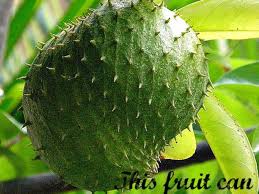 Fruits are picked when their… Cancer Cure Soursop Hubpages