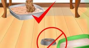Shred newspaper in a paper shredder. How To Make Cat Litter At Home 7 Steps With Pictures Wikihow