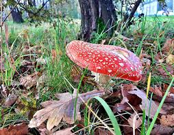 Sezon grzybowy za pasem dlatego postanowiłem przygotować dla was troszkę praktycznych informacji na ten temat. Grzyby Projects Photos Videos Logos Illustrations And Branding On Behance