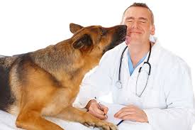 Hookworms In Dogs The Munch Zone