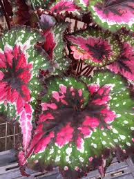 Called a 'christmas begonia' or winter flowering begonia. Harmony S Christmas Curl Harmony Begonias Facebook