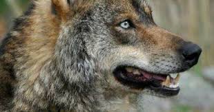 Vahsi Hayvanlar Wolf Hayvanlar