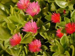 Viele davon könnt ihr mehrere tage bis wochen vernachlässigen die zeichnen sich durch saftige, dicke blätter aus, in denen sie besonders viel wasser speichern können. Zimmerpflanzen Giessen So Erkennt Ihr Den Durst Eurer Pflanzen