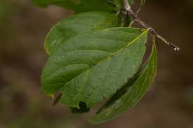 Image result for Hippocratea volkensii