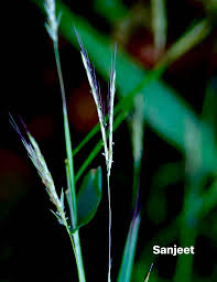 Image result for Pogonarthria squarrosa