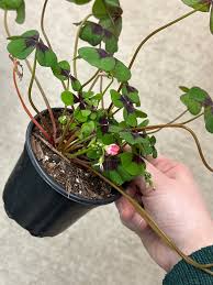 Image result for Oxalis tetraphylla