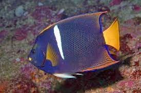 Coral Beauty Angelfish Size Care Tank Lifespan Reef Safe Seafish