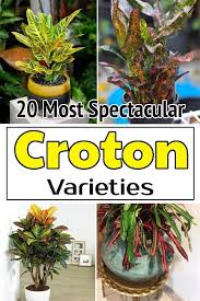 20 Most Spectacular Croton Varieties Crotons Plants Croton Plant Care Plants