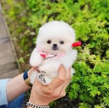 From stunning purebreds to unique designer breeds, our pupper selection includes various bloodlines, coat types, personalities, and colors. Craigslist Lancaster Ohio