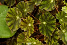 Image result for Begonia oxyloba