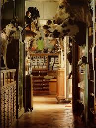 A Lovely Being Journal Deyrolle Paris World Of Interiors Taxidermy Taxidermist