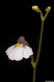 Image result for Genlisea