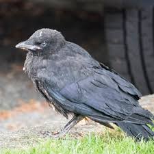 Baby Crows The Urban Nature Enthusiast