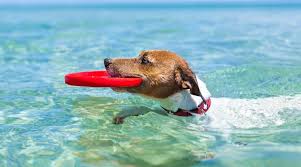 We did not find results for: St George Island Pet Friendly Rentals Collins Vacation Rentals