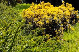 Maybe you would like to learn more about one of these? Dirty Fingernails What S The Best Bet On Shade Tolerant Shrubs Local News Ravallirepublic Com