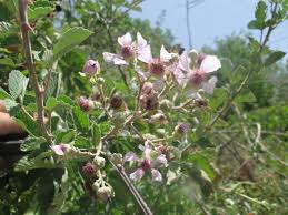 Image result for Rubus adolfi-friederici