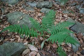 The leatherwood fern gets its name because due to its rich orange and red color it looks very similar to leather sitting upon the forest or around a pond or stream bed. Dryopteris Marginalis Wikipedia