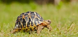 تفسير السلحفاة في الحلم موضوع