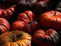 12th Annual Fall Festival — Camp Hebron