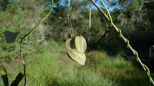 Image result for Dioscorea cotinifolia