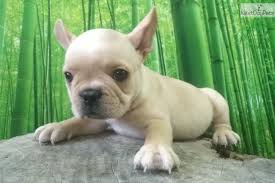 The frenchie makes a great family pet! French Bulldog Puppy For Sale Near South Florida Florida 8697dcd6 2951