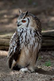 Lovejolynnblr Owl Owl Photos Beautiful Owl