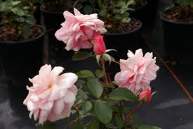 Hybrid tea poulsen® sind traditionelle, große edelrosen. Beetrose Aladdin Palace Castle Palace Rose Rosa Aladdin Palace Aprikot Rosa Duft Poulsen Rose