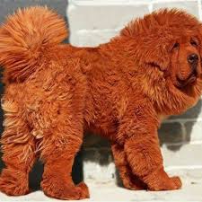 orange dog tibet mastifi kopek kopek turleri